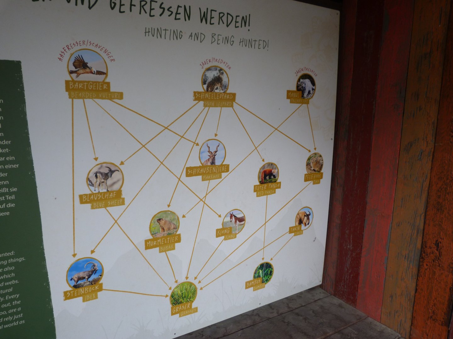 Himalayan food-chain -Tierpark Berlin (2024)