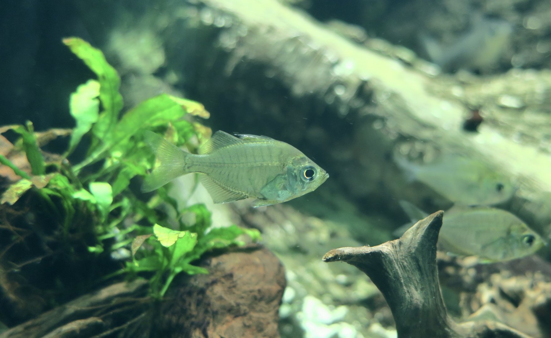 Himalayan Glassy Perchlet (Parambassis baculis)