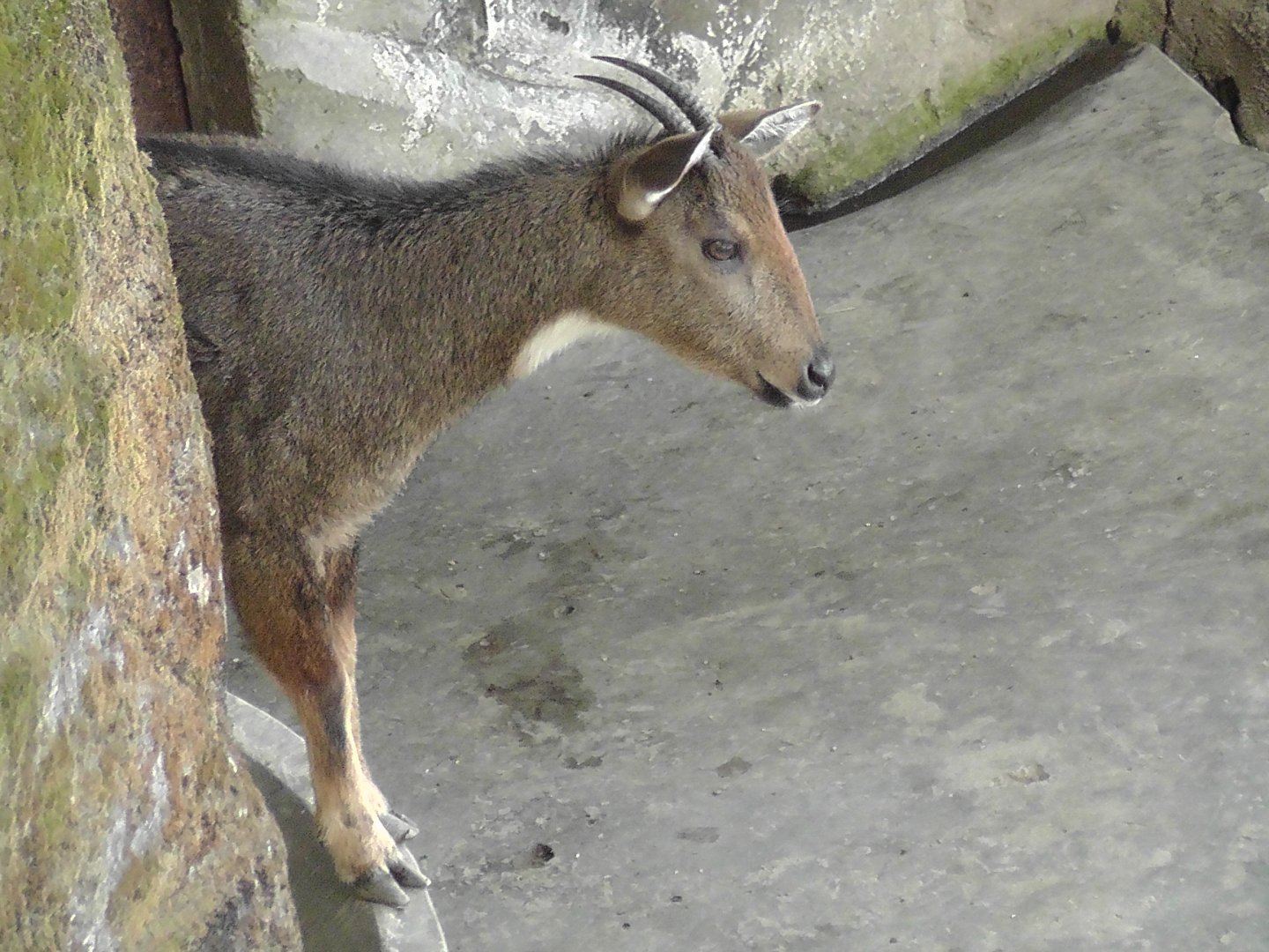 Himalayan Goral, Darjeeling Zoo
