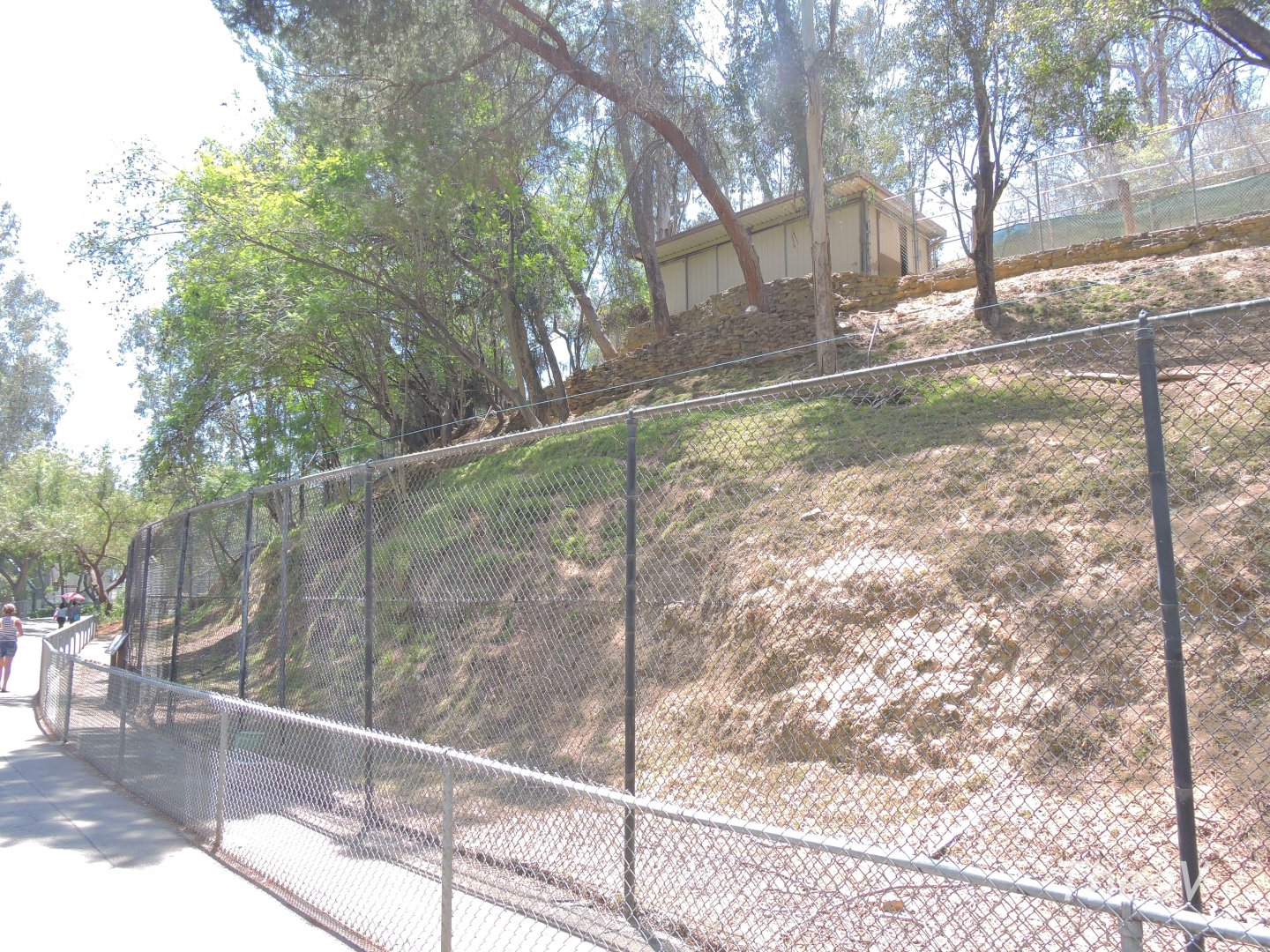 Himalayan goral exhibit [2015]