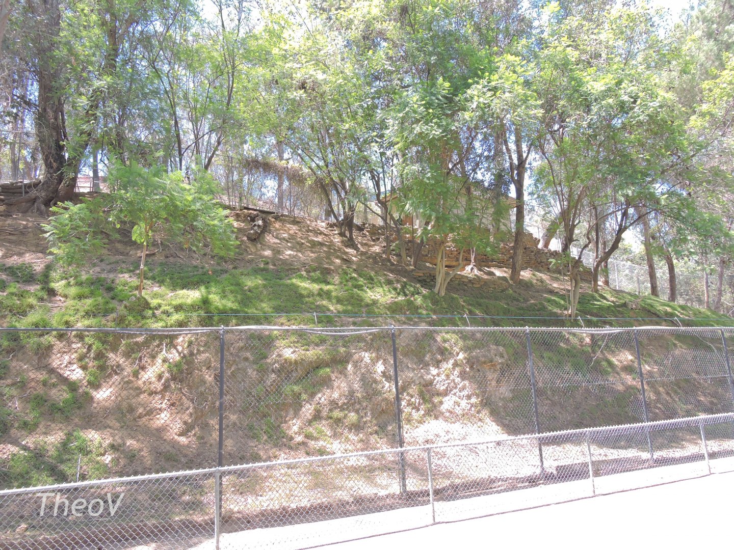 Himalayan goral exhibit [2015]