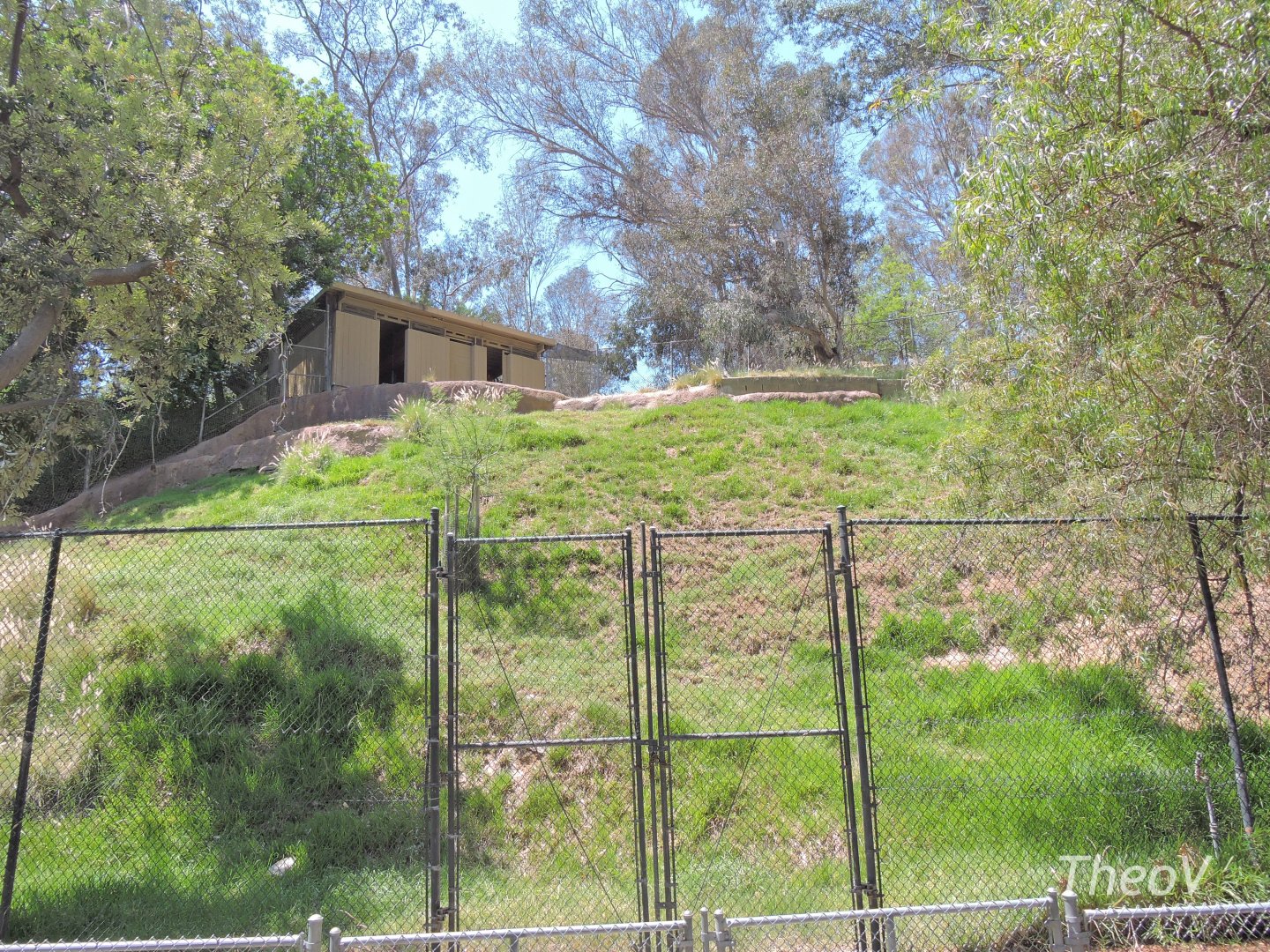 Himalayan goral exhibit [2015]