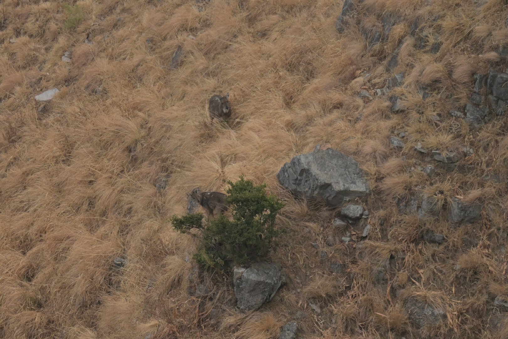 Himalayan goral Nemorhaedus goral