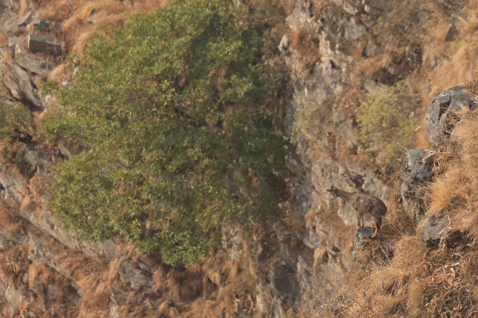 Himalayan goral Nemorhaedus goral