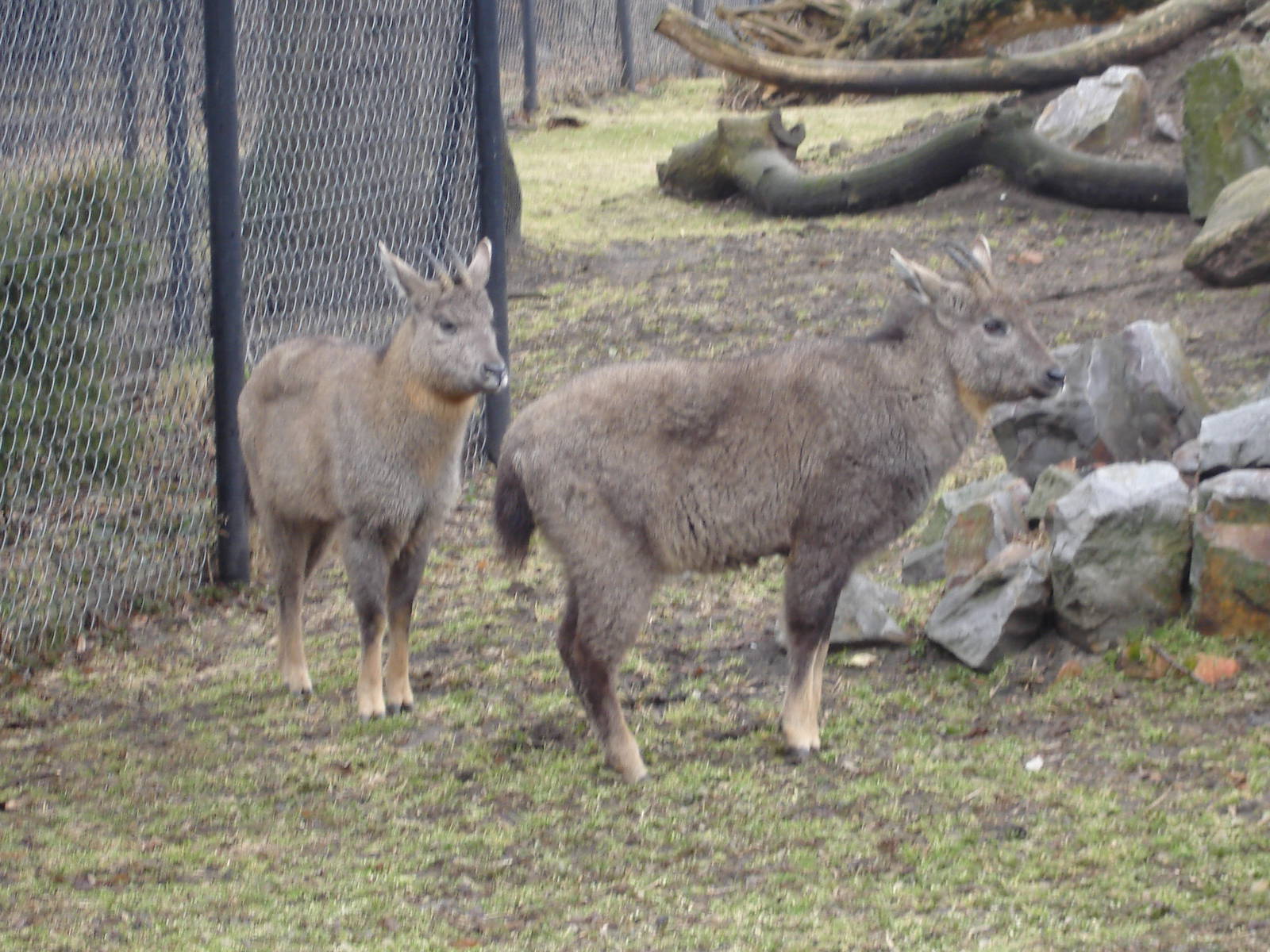 Himalayan Gorals