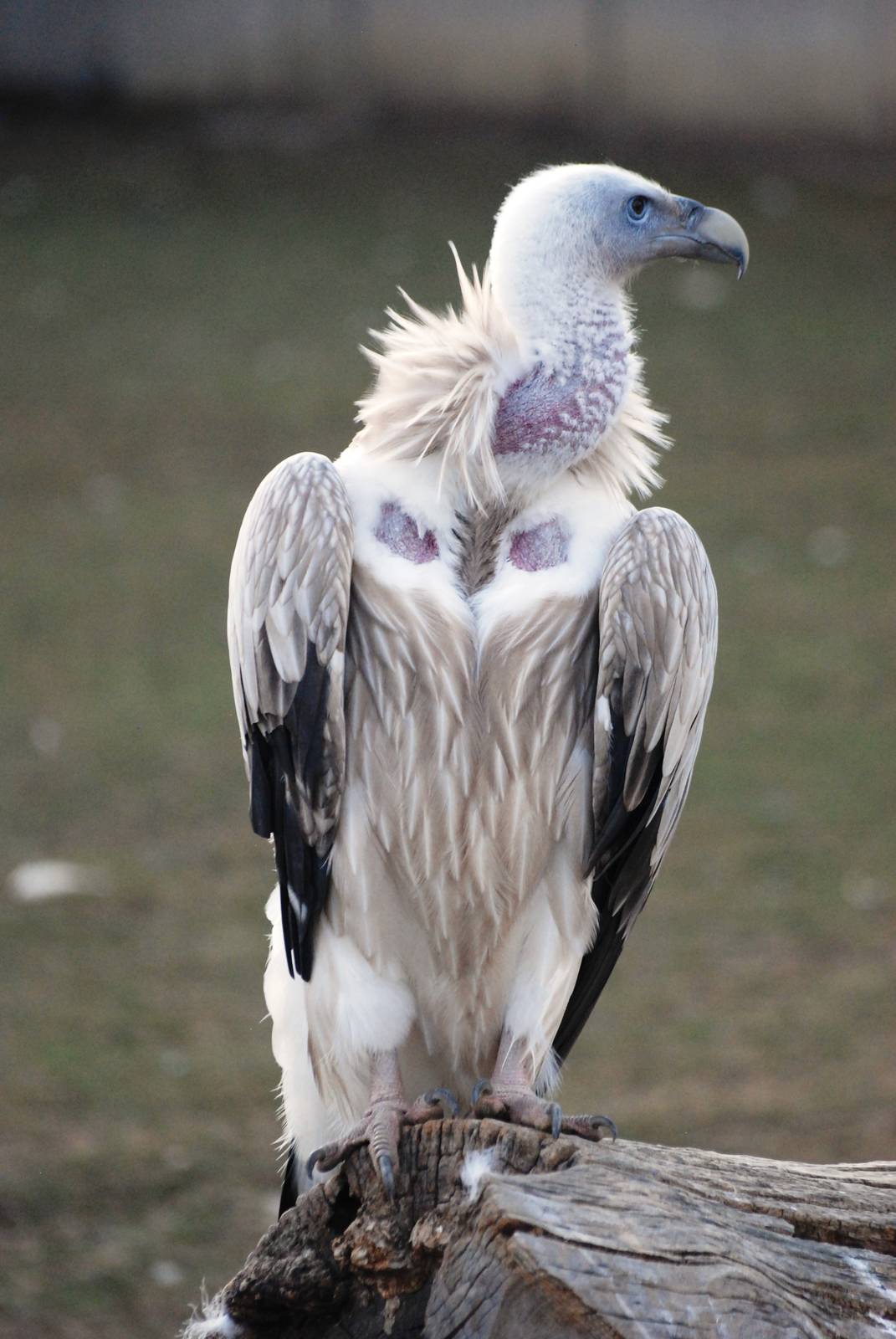 Himalayan Griffon at Usti, 29/08/12
