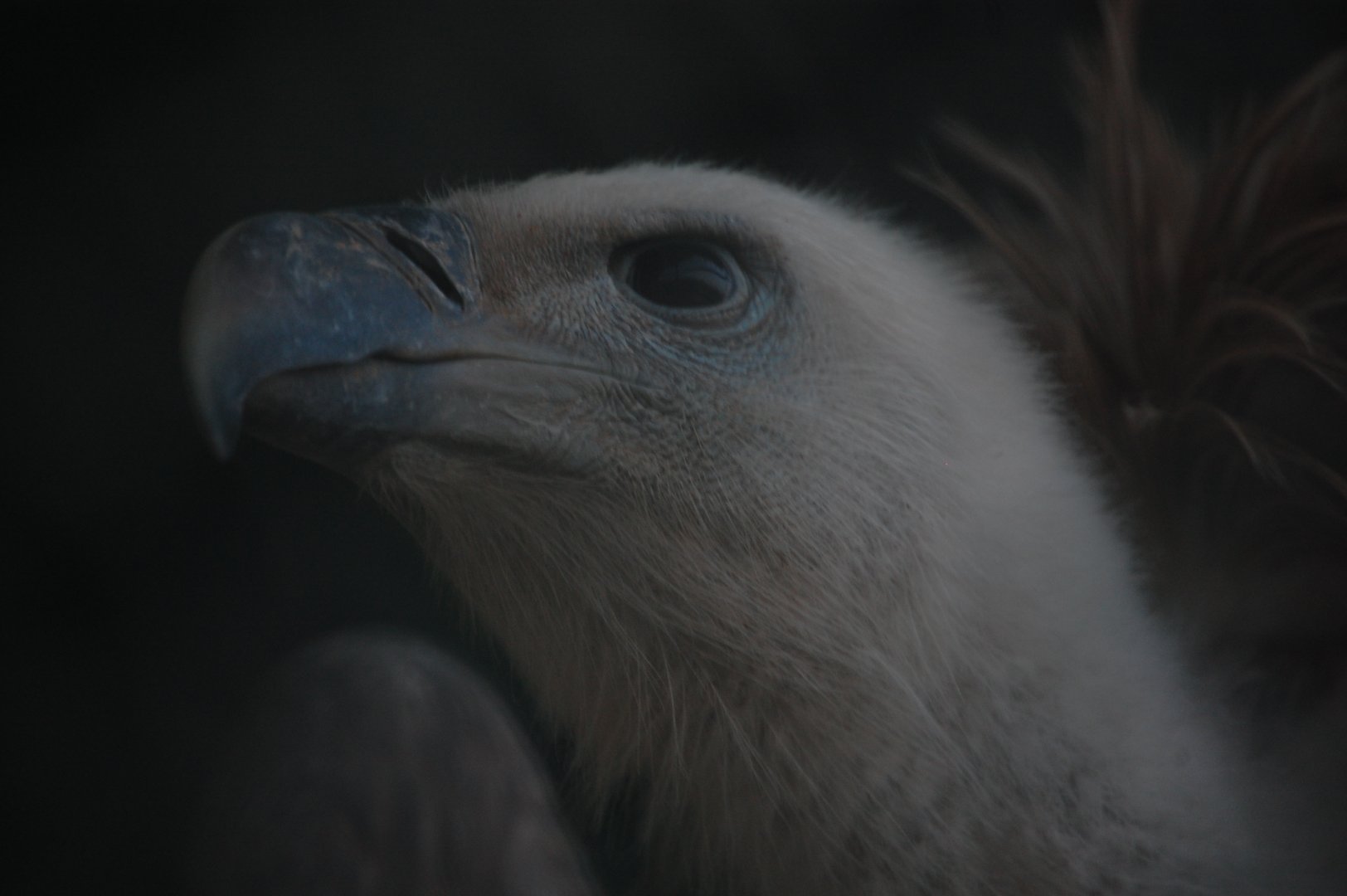 Himalayan griffon - Peshawar Zoo 20/10/2018