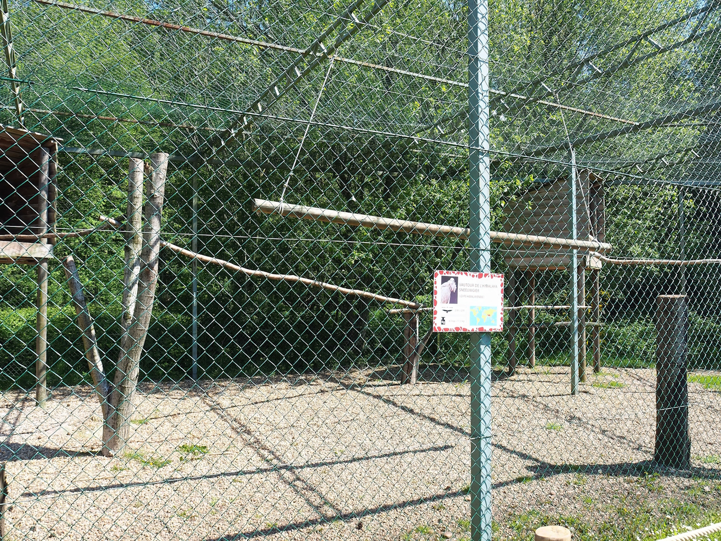 Himalayan griffon vulture aviary, 2023-05-19