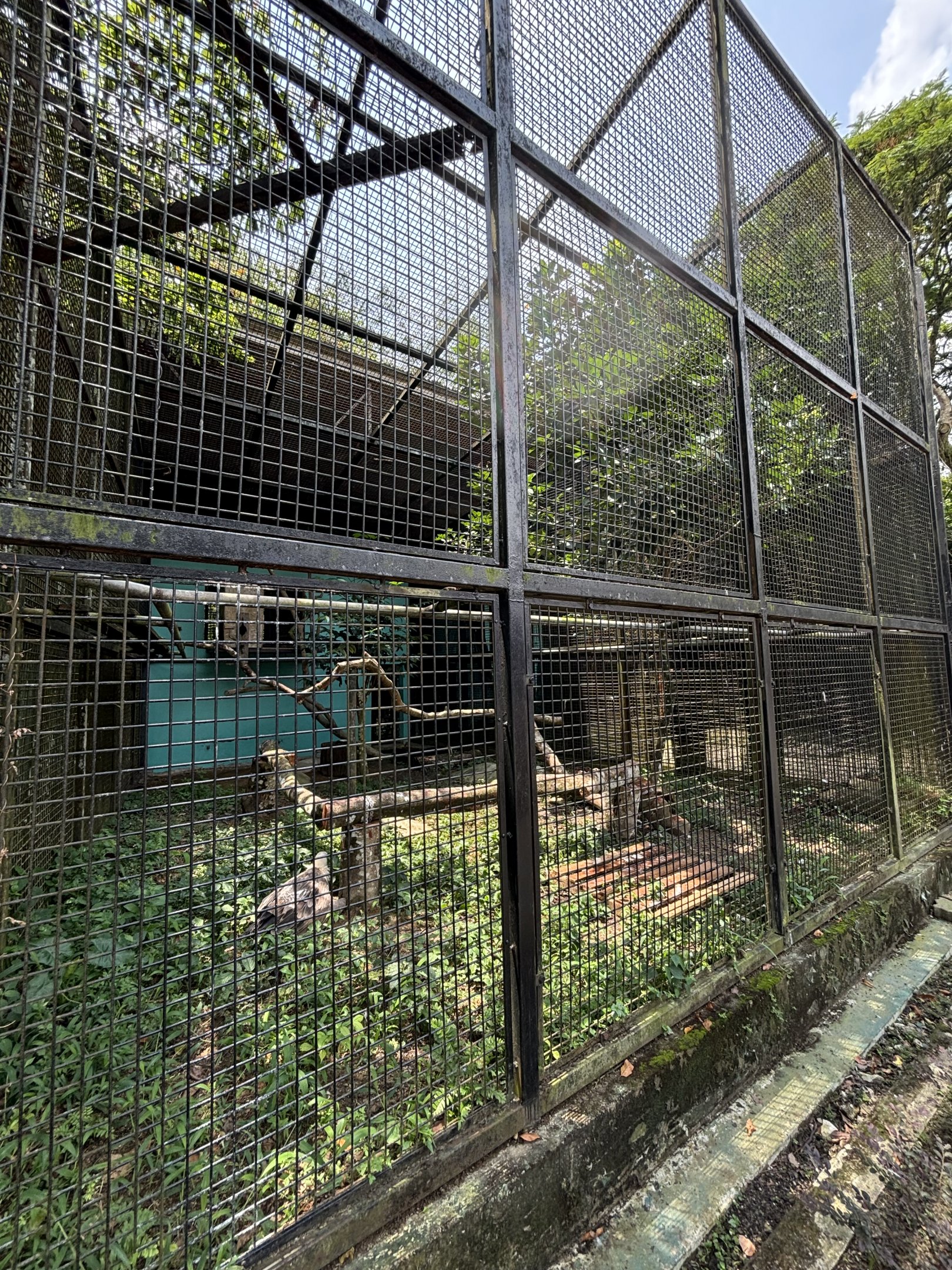 Himalayan Griffon Vulture Aviary