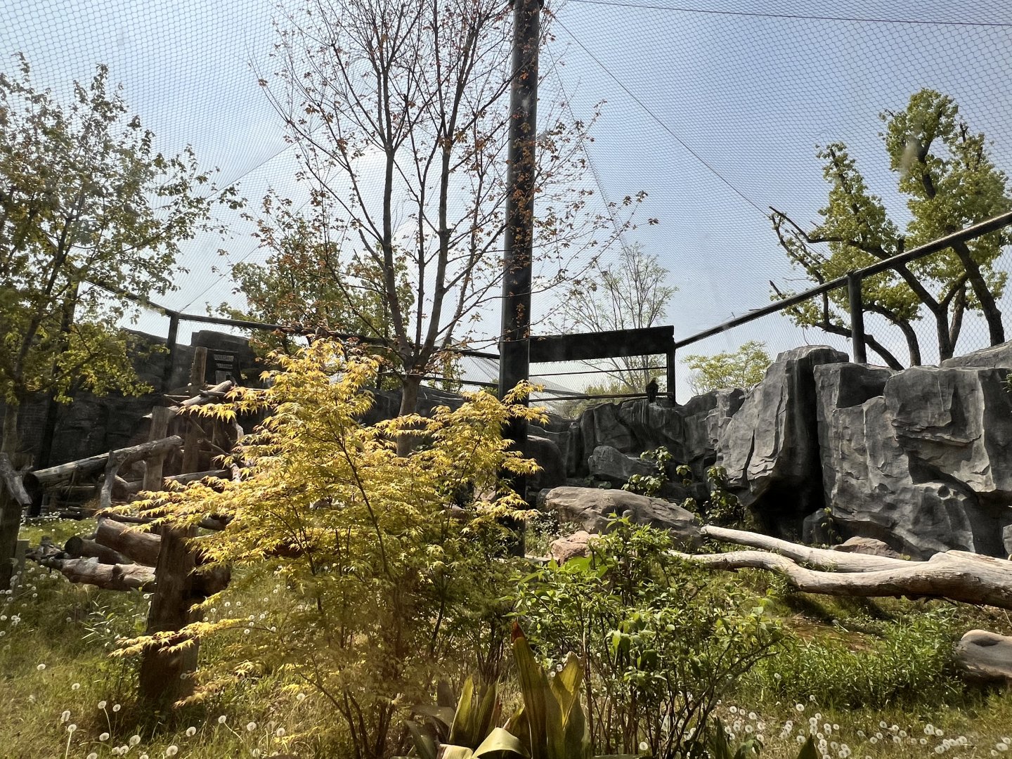 Himalayan Griffon Vulture Aviary