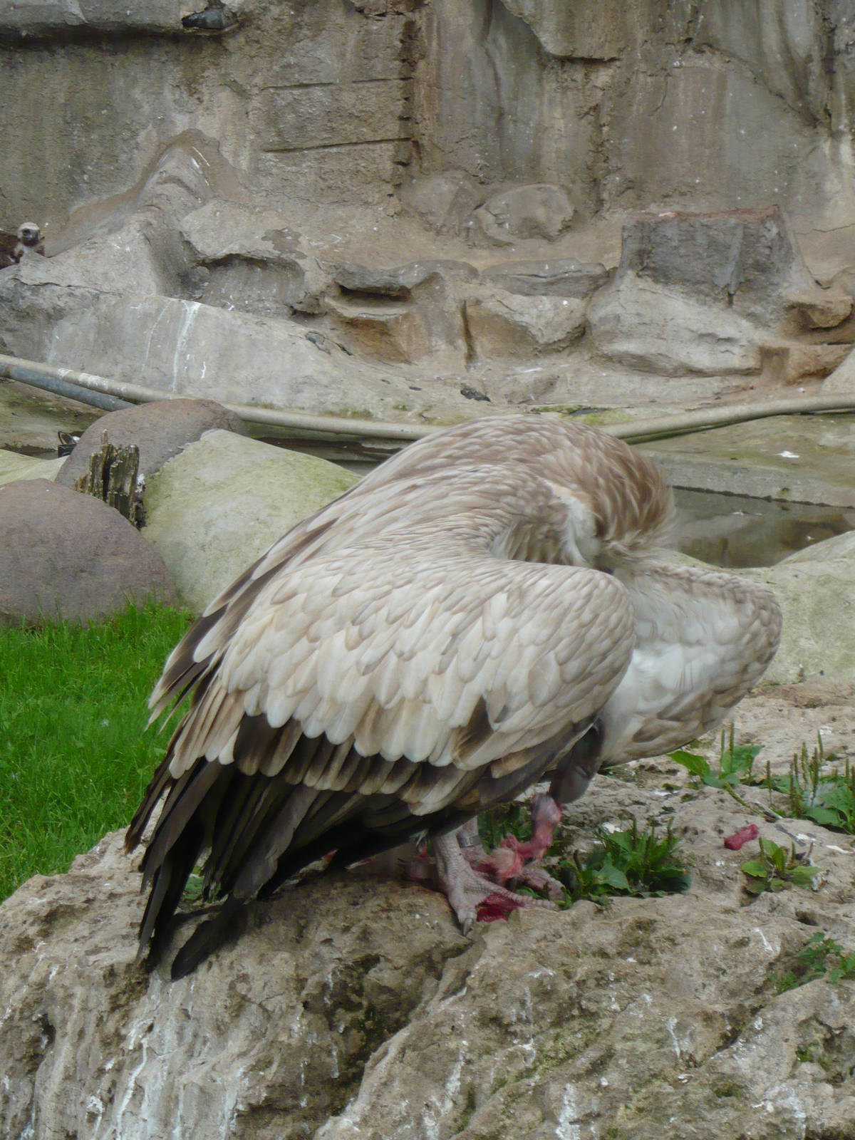 Himalayan griffon vulture eating