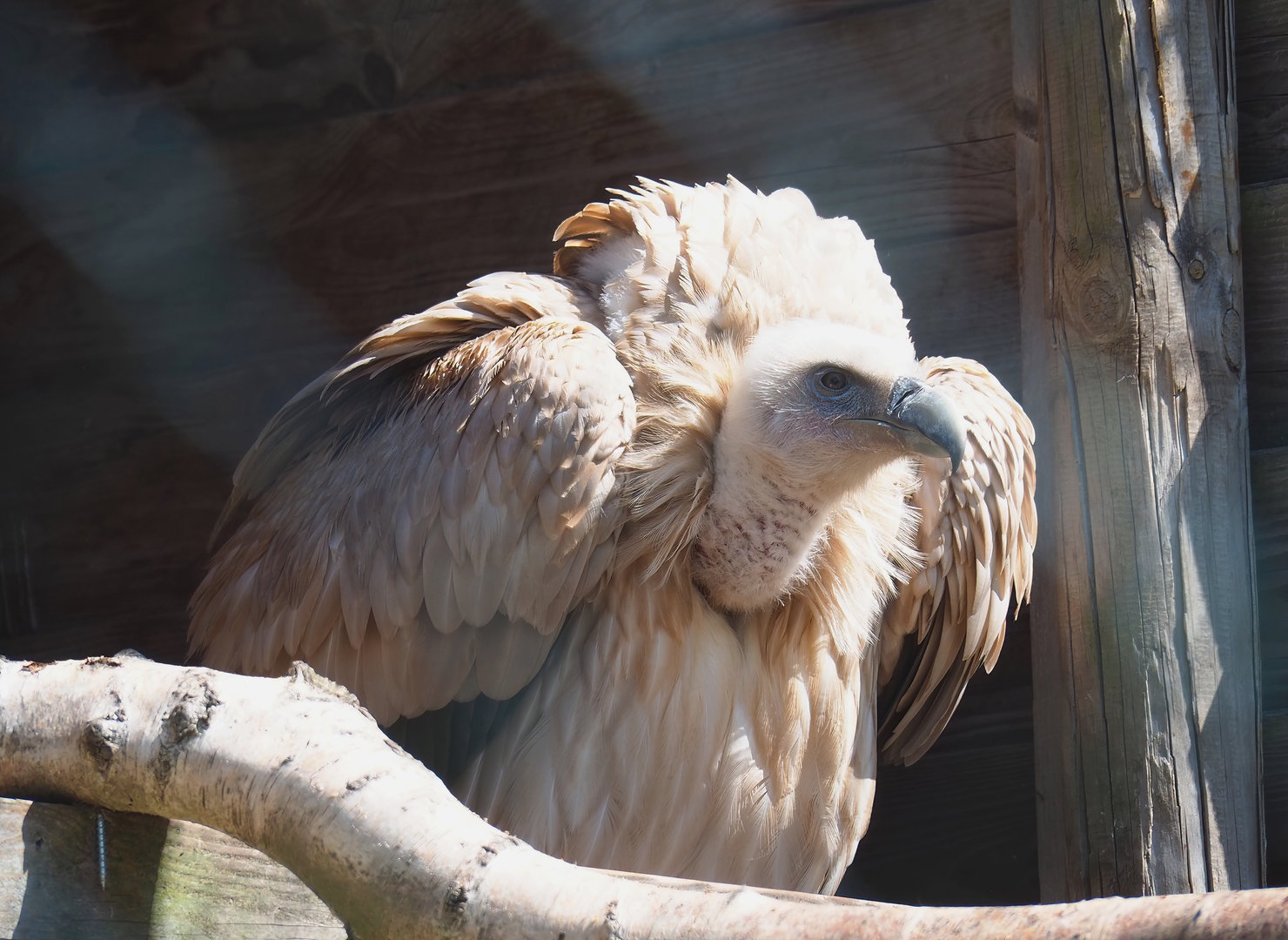 Himalayan griffon vulture (Gyps himalayensis), 2023-05-19
