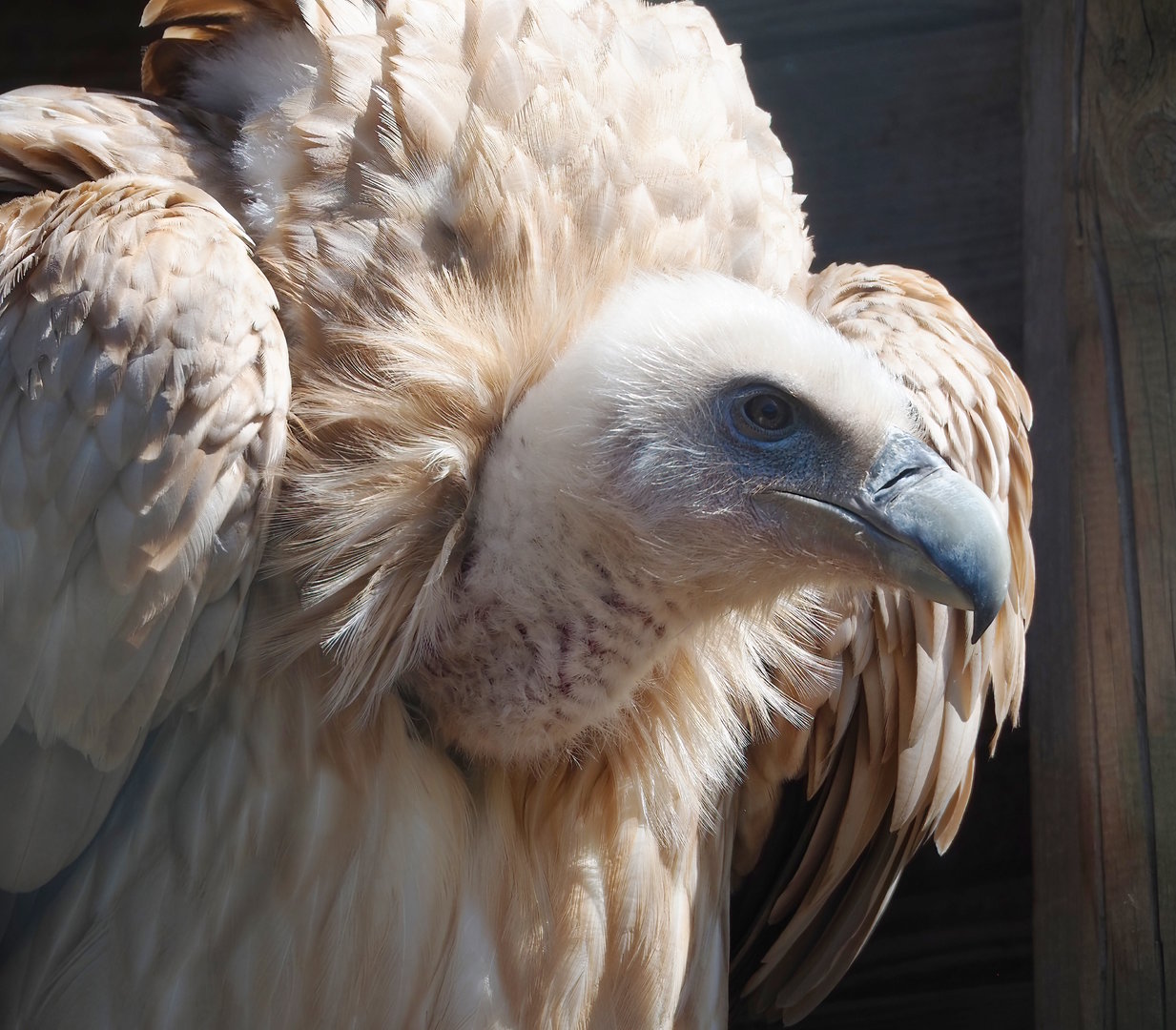 Himalayan griffon vulture (Gyps himalayensis), 2023-05-19