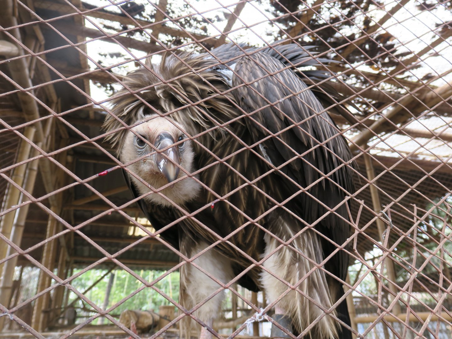 Himalayan griffon vulture (Gyps himalayensis)