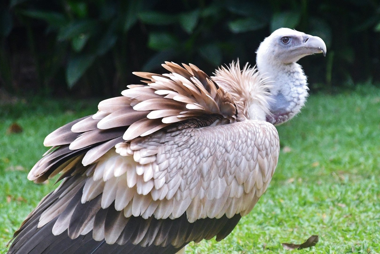 Himalayan Griffon Vulture (Gyps himalayensis)