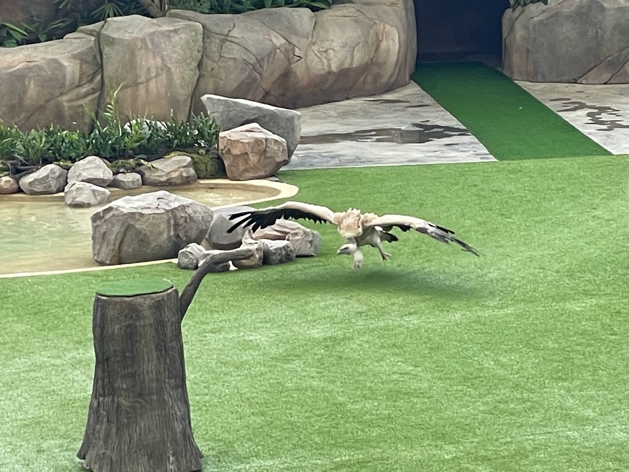 Himalayan Griffon Vulture (Gyps himalayensis)