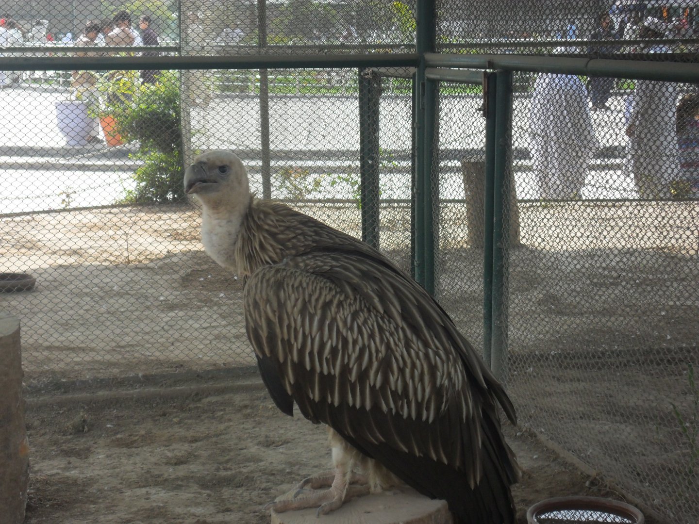 Himalayan griffon vulture - Peshawar Zoo 11/3/2018