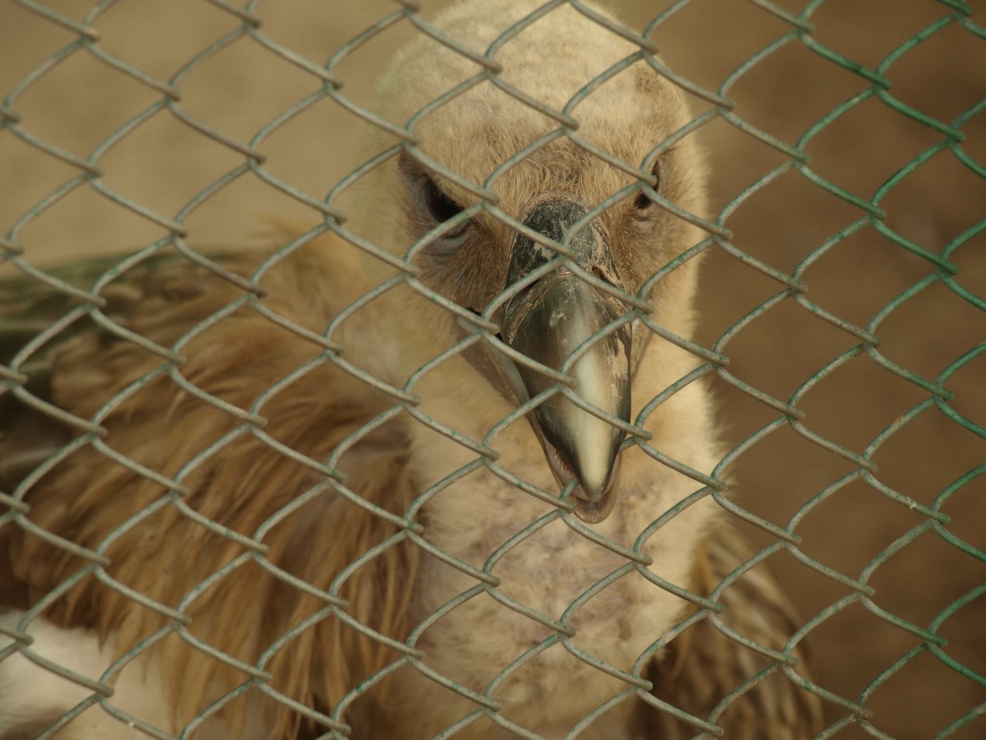 Himalayan griffon vulture - Peshawar Zoo 22/7/2018
