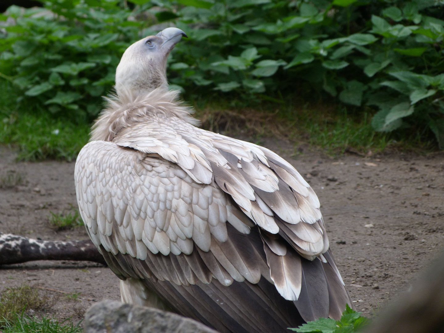 Himalayan griffon vulture -Tierpark Berlin (2024)