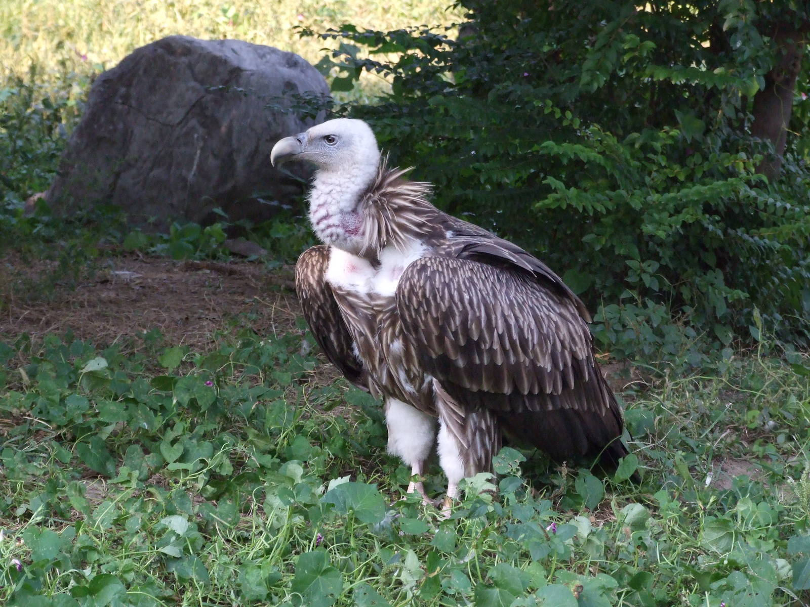 Himalayan griffon vulture