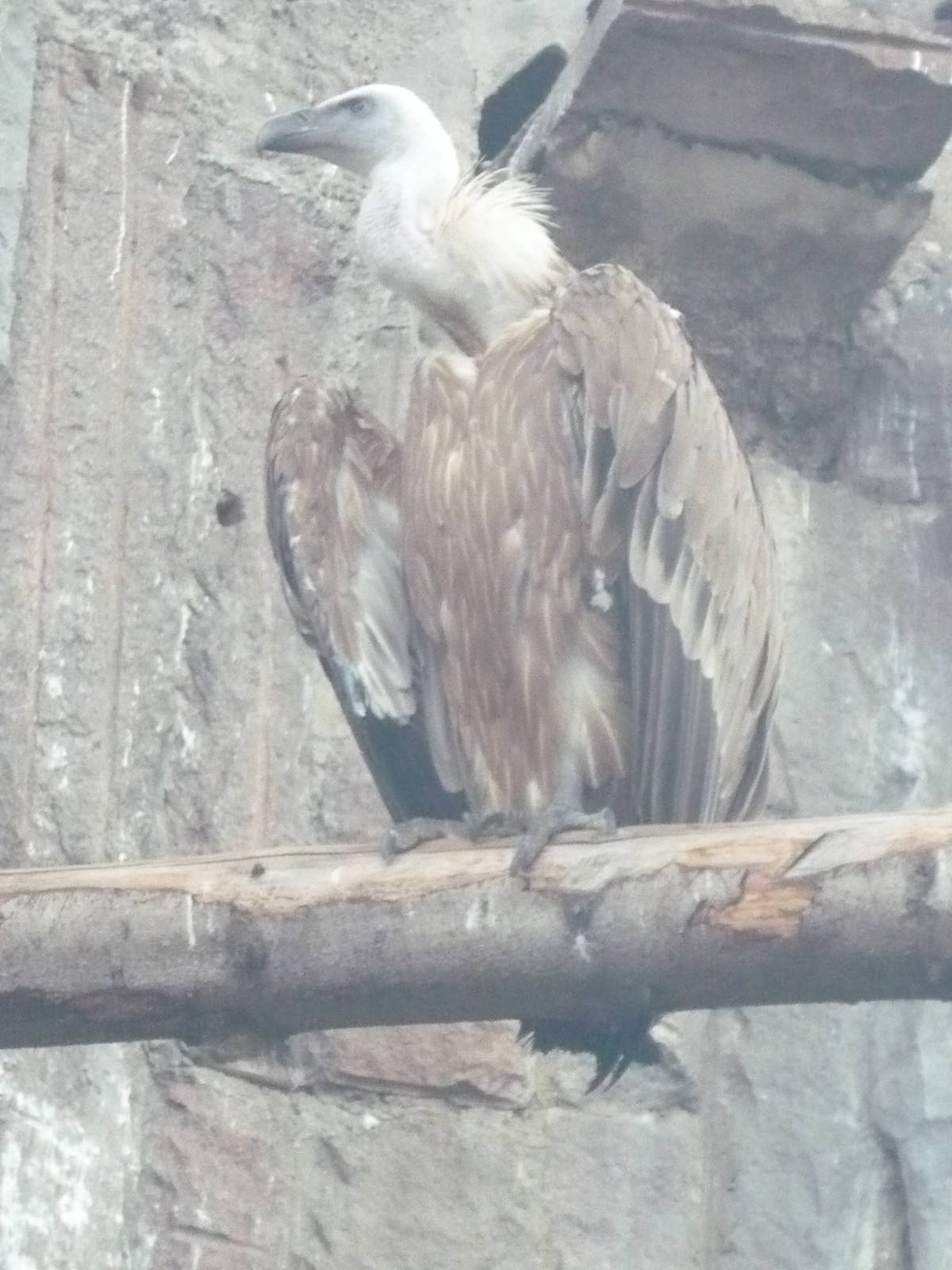 Himalayan griffon vulture