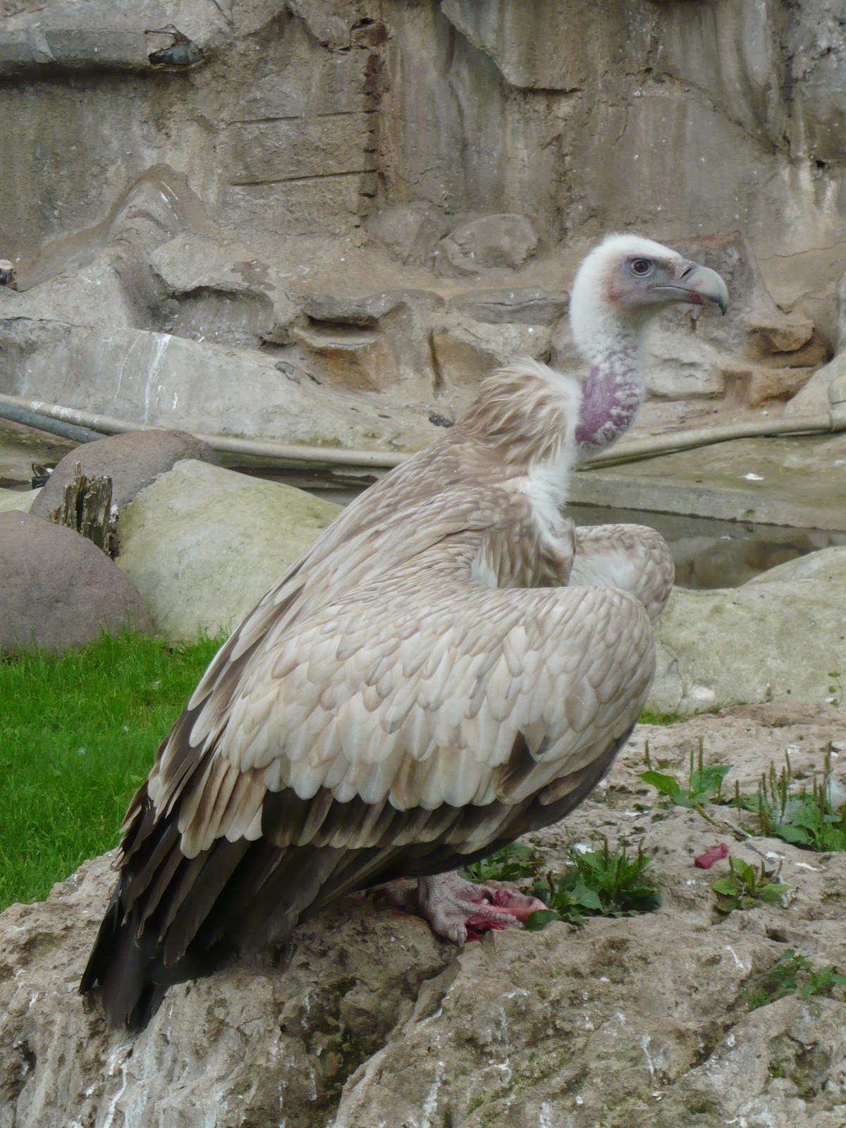 Himalayan griffon vulture
