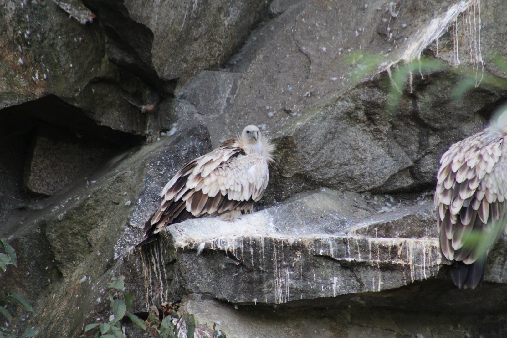 Himalayan Griffon Vulture