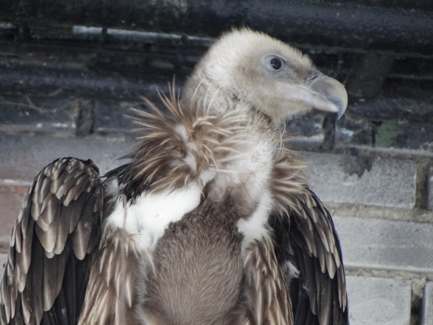 Himalayan Griffon Vulture