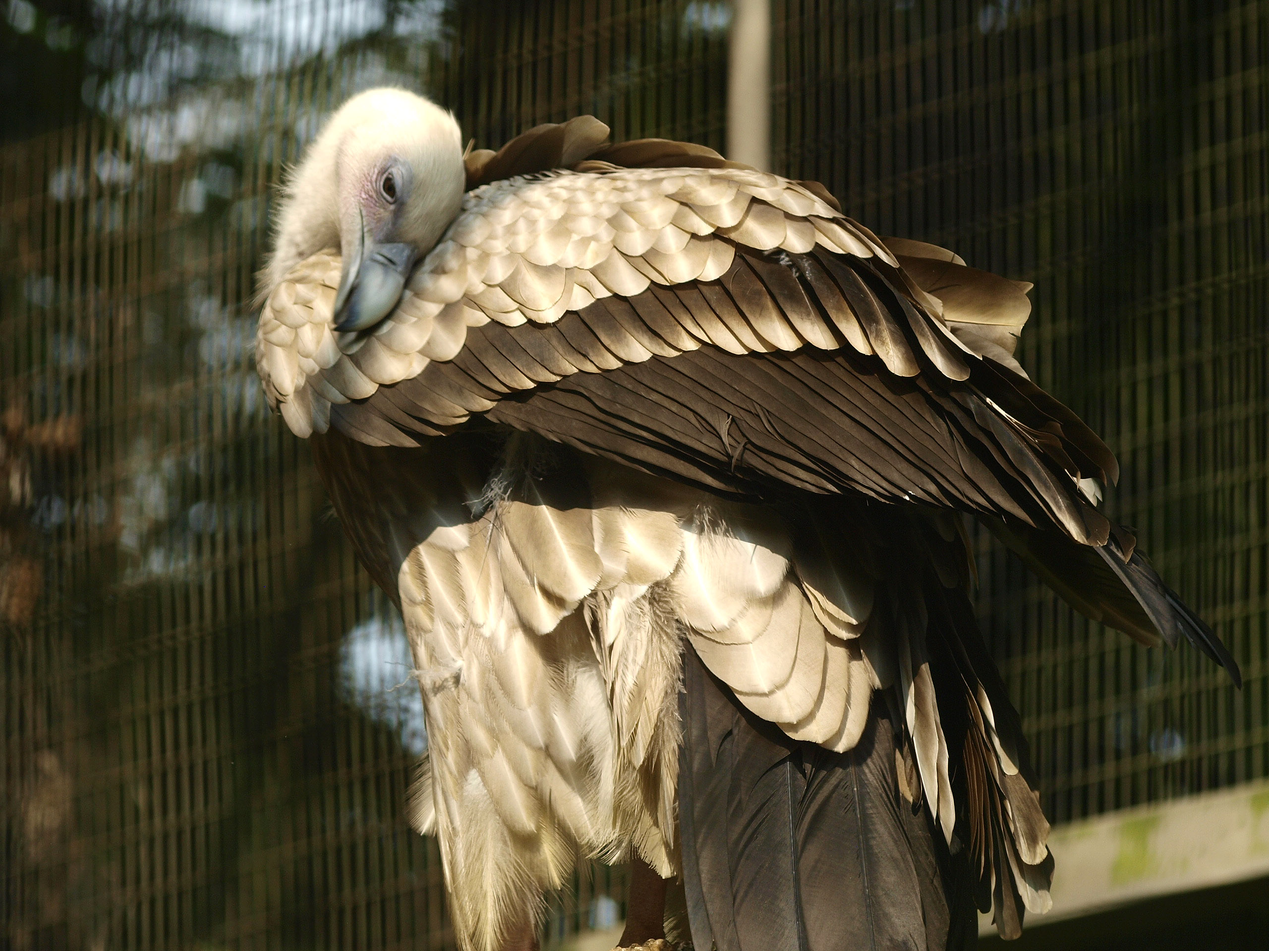 Himalayan griffon vulture?