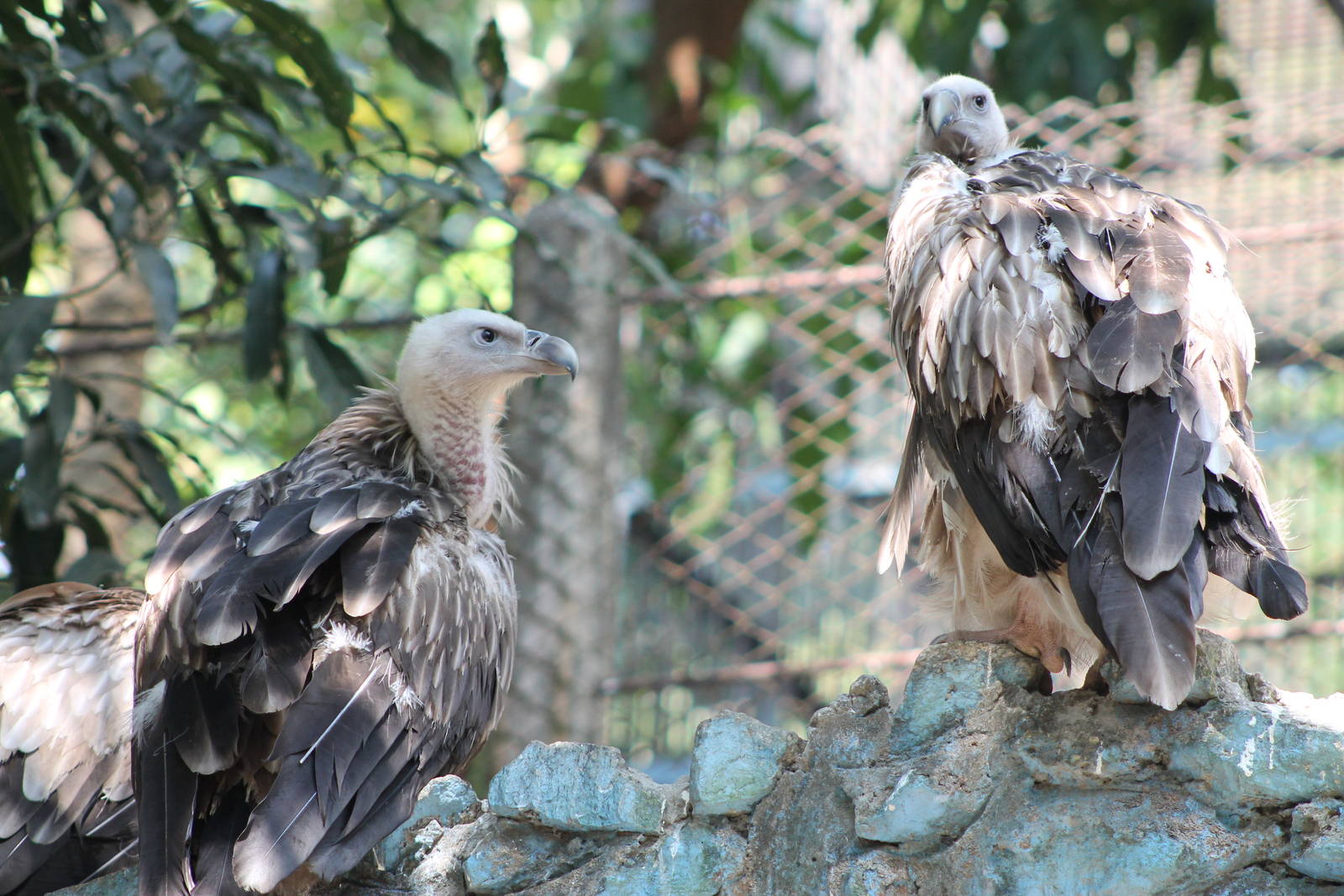 Himalayan Griffon Vultures (Gyps himalayensis)