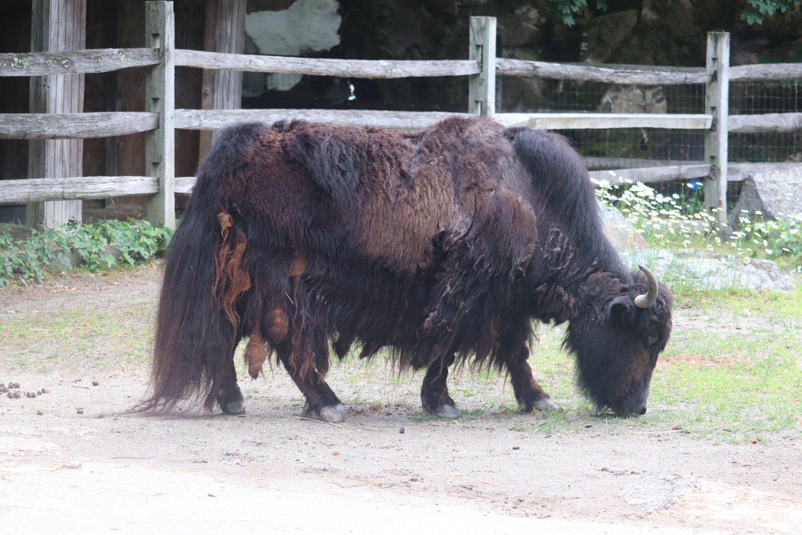 Himalayan Highlands - Domestic Yak