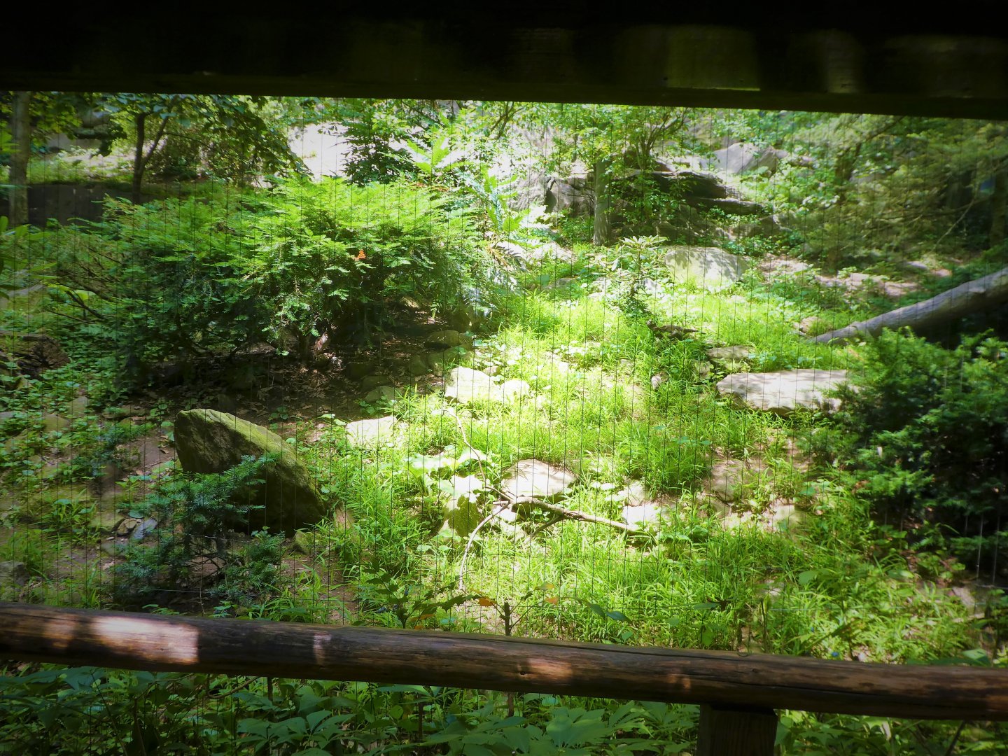 Himalayan Highlands - First Snow Leopard Exhibit