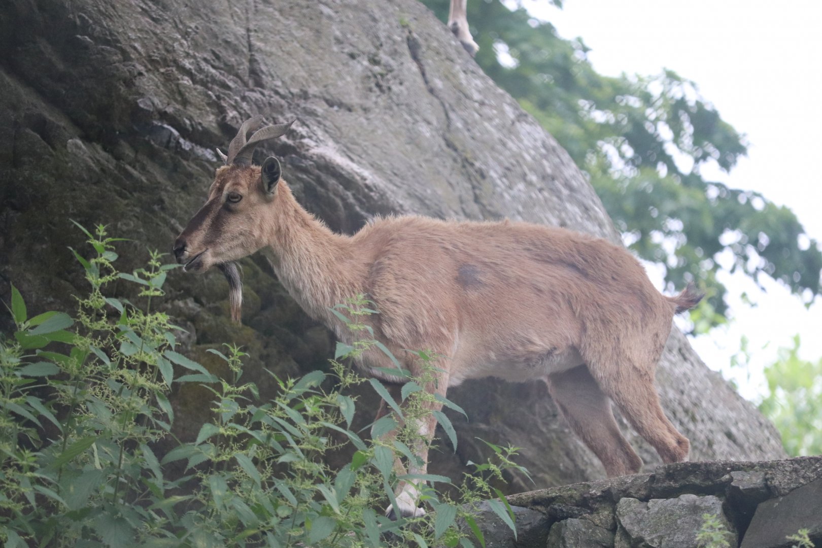 Himalayan Highlands - Markhor