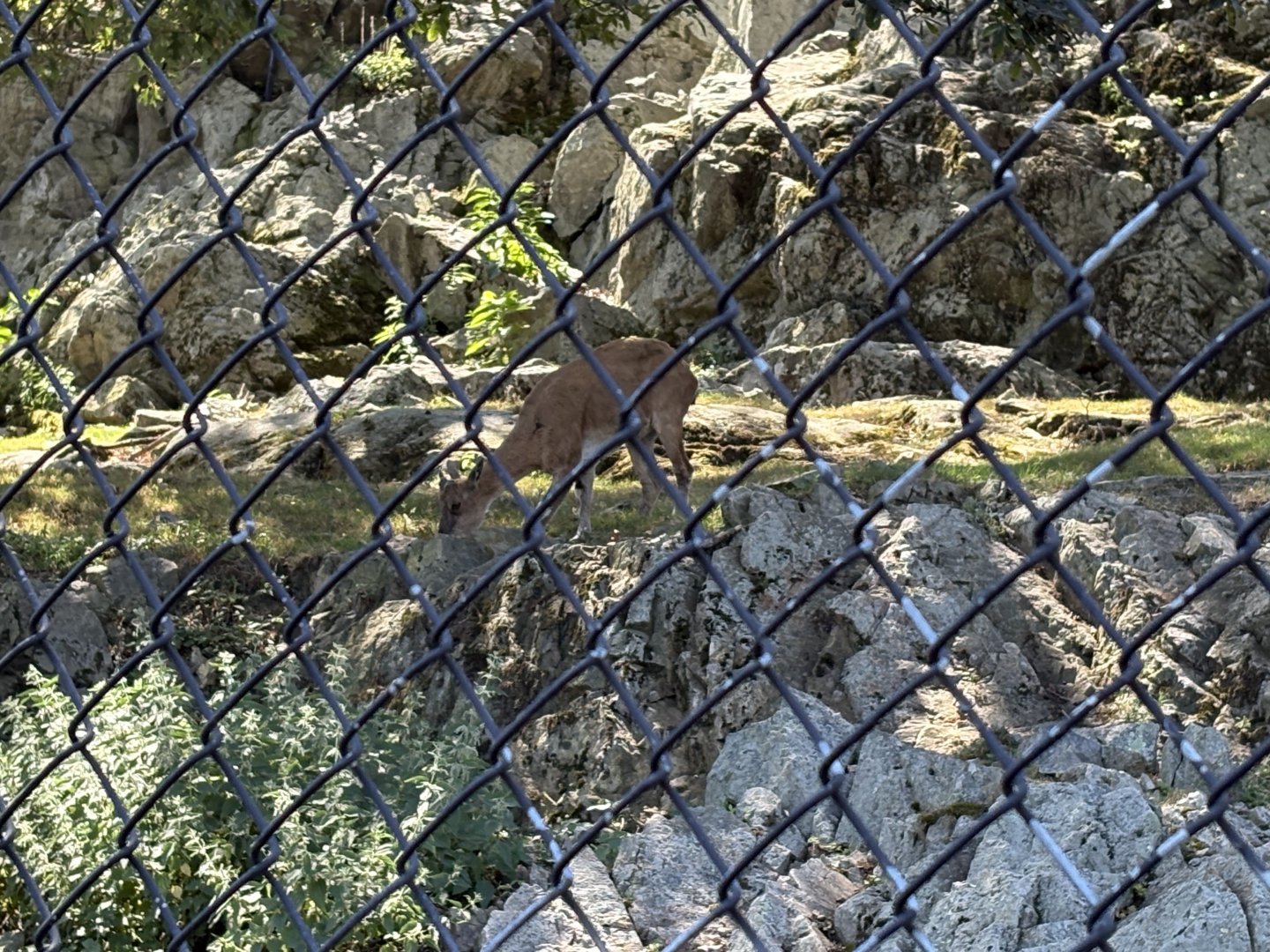 Himalayan Highlands - Markhor