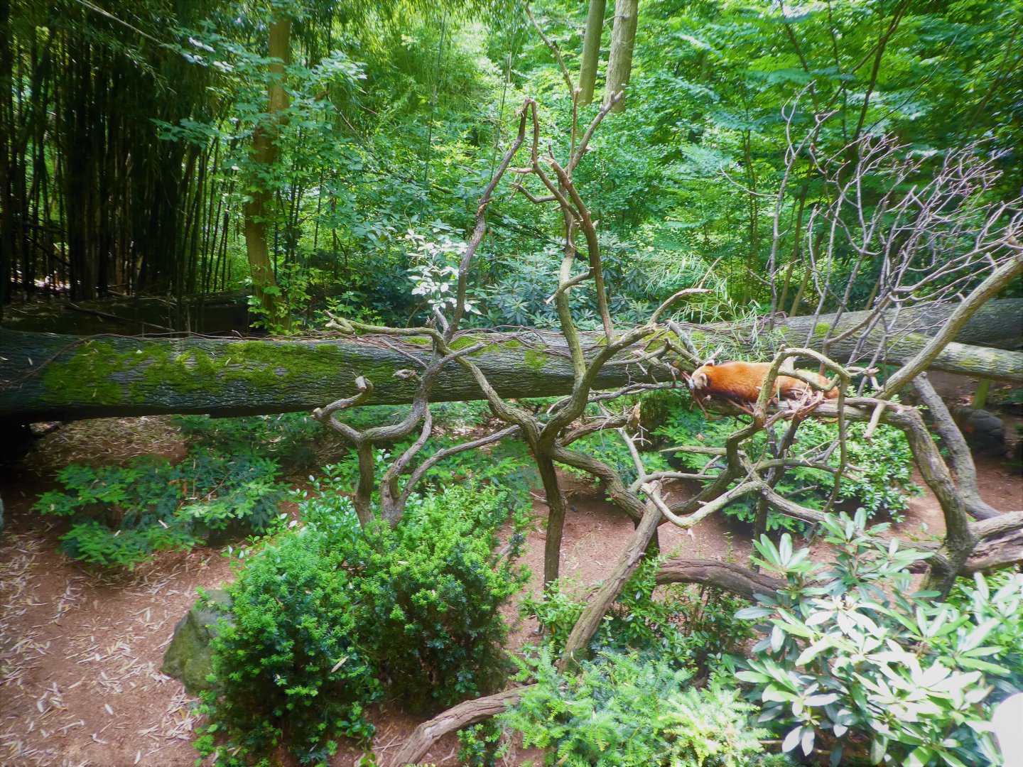 Himalayan Highlands - Red Panda Exhibit