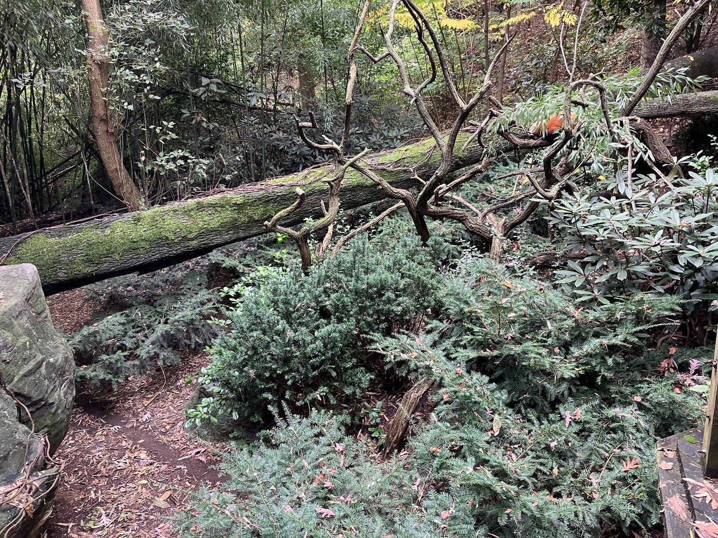 Himalayan Highlands - Red Panda Exhibit