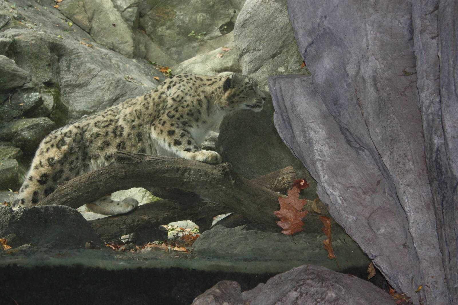 Himalayan Highlands- Snow Leopard Encounter