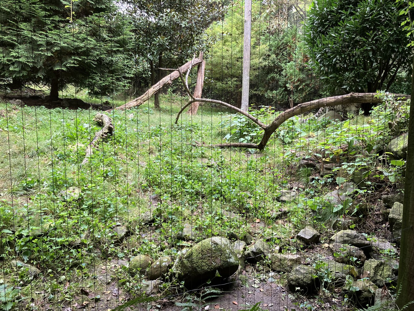 Himalayan Highlands - Snow Leopard Exhibit #1