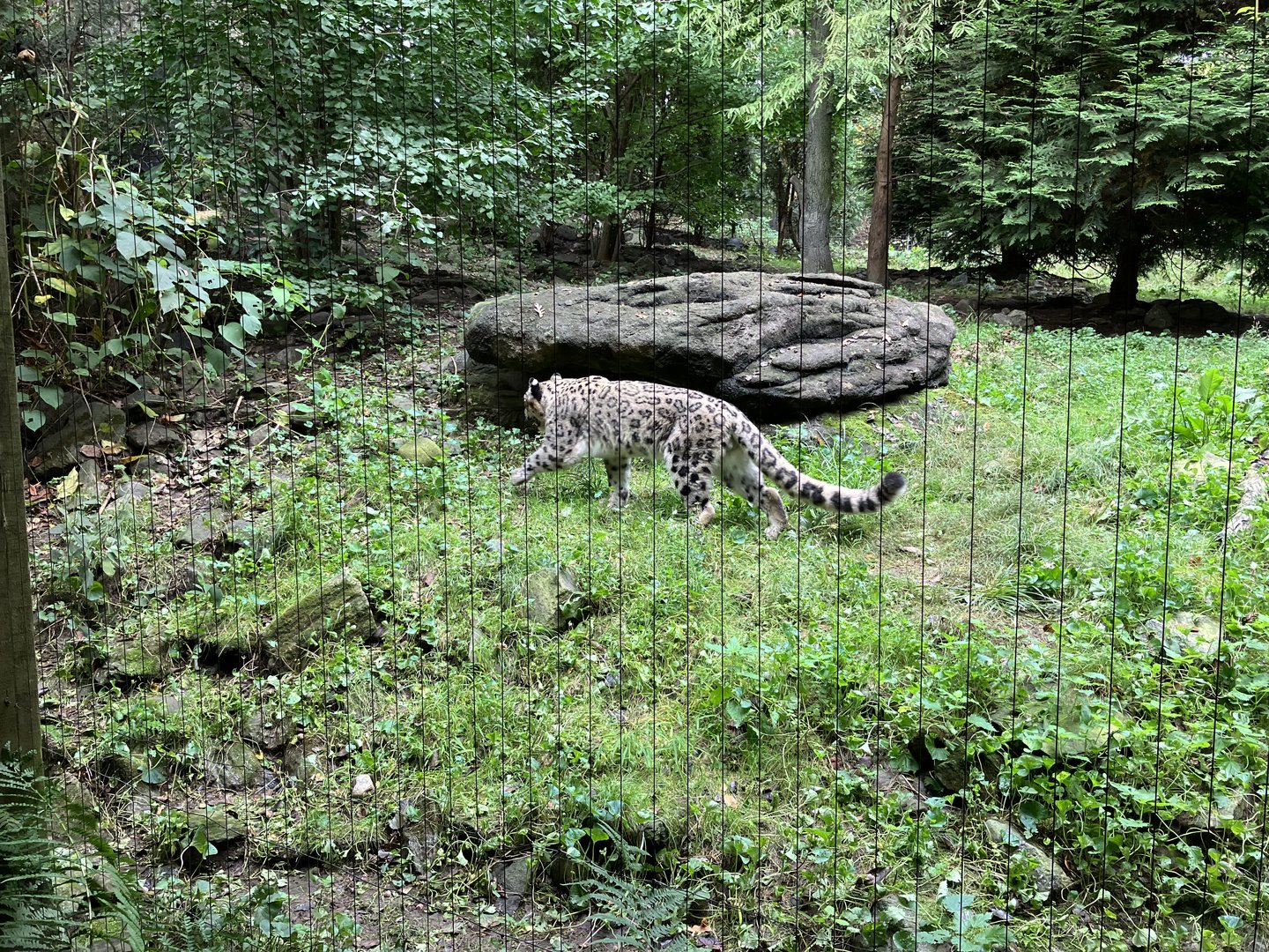 Himalayan Highlands - Snow Leopard Exhibit #1