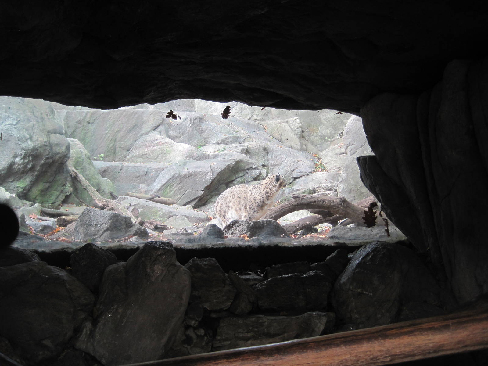 Himalayan Highlands- Snow Leopard Exhibit #2