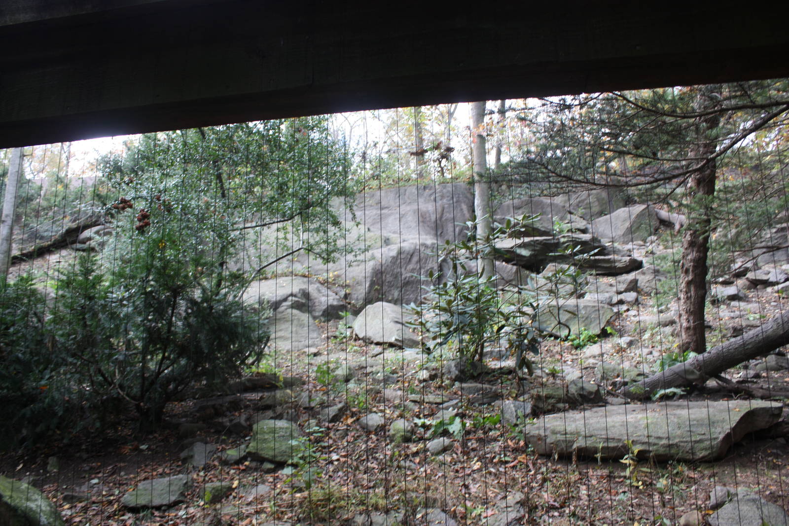 Himalayan Highlands- Snow Leopard Exhibit #3
