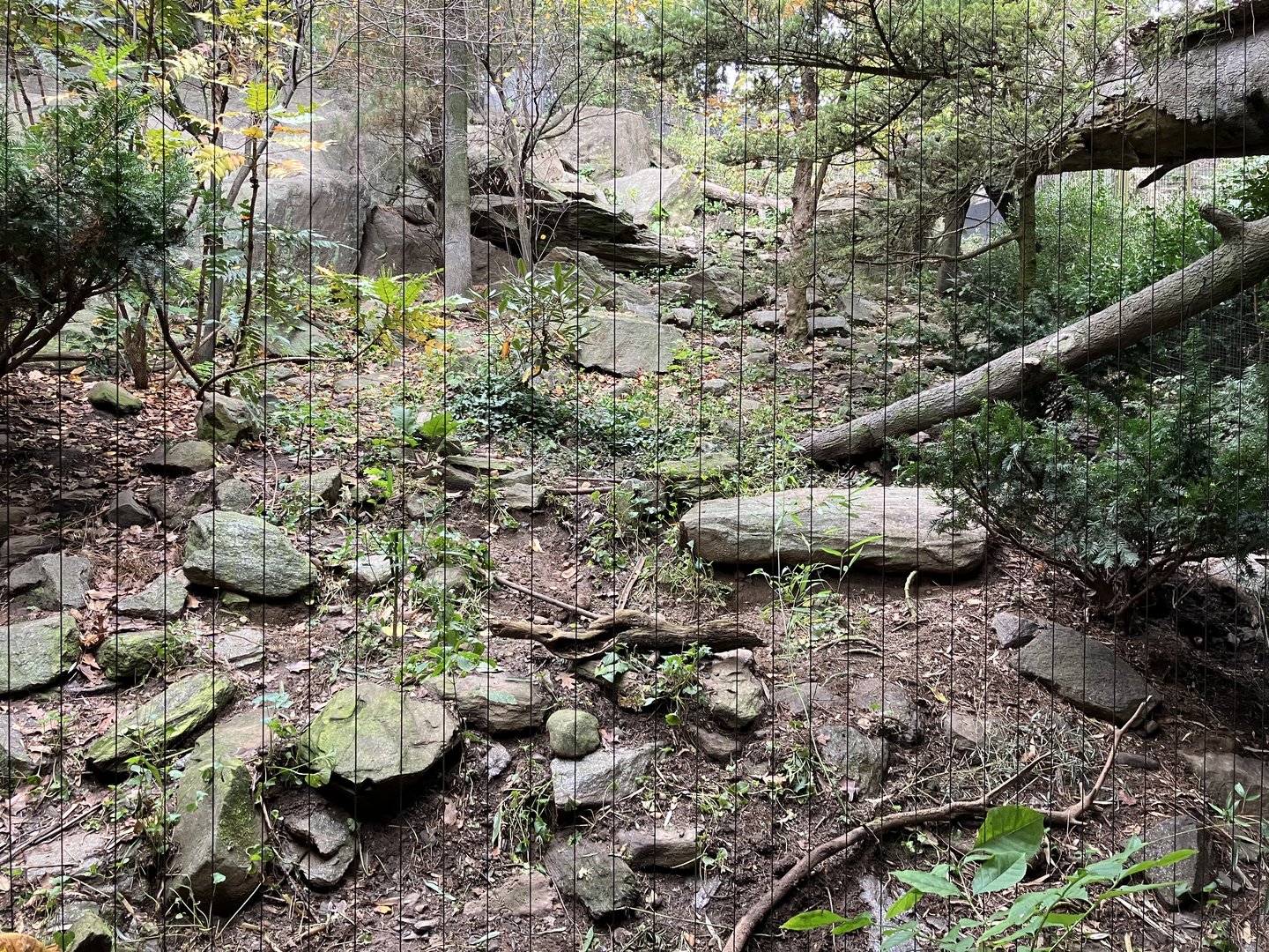 Himalayan Highlands - Snow Leopard Exhibit #3