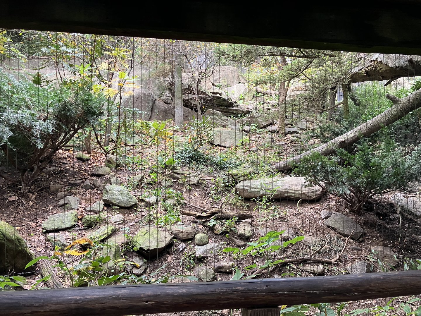 Himalayan Highlands - Snow Leopard Exhibit #3