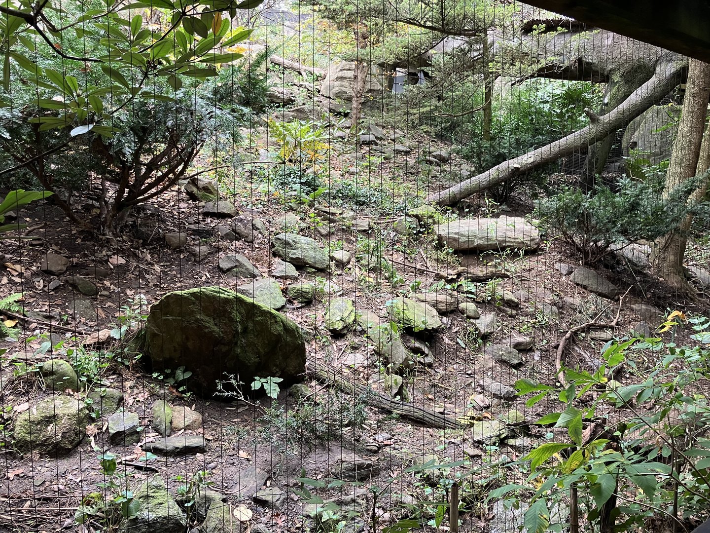 Himalayan Highlands - Snow Leopard Exhibit #3