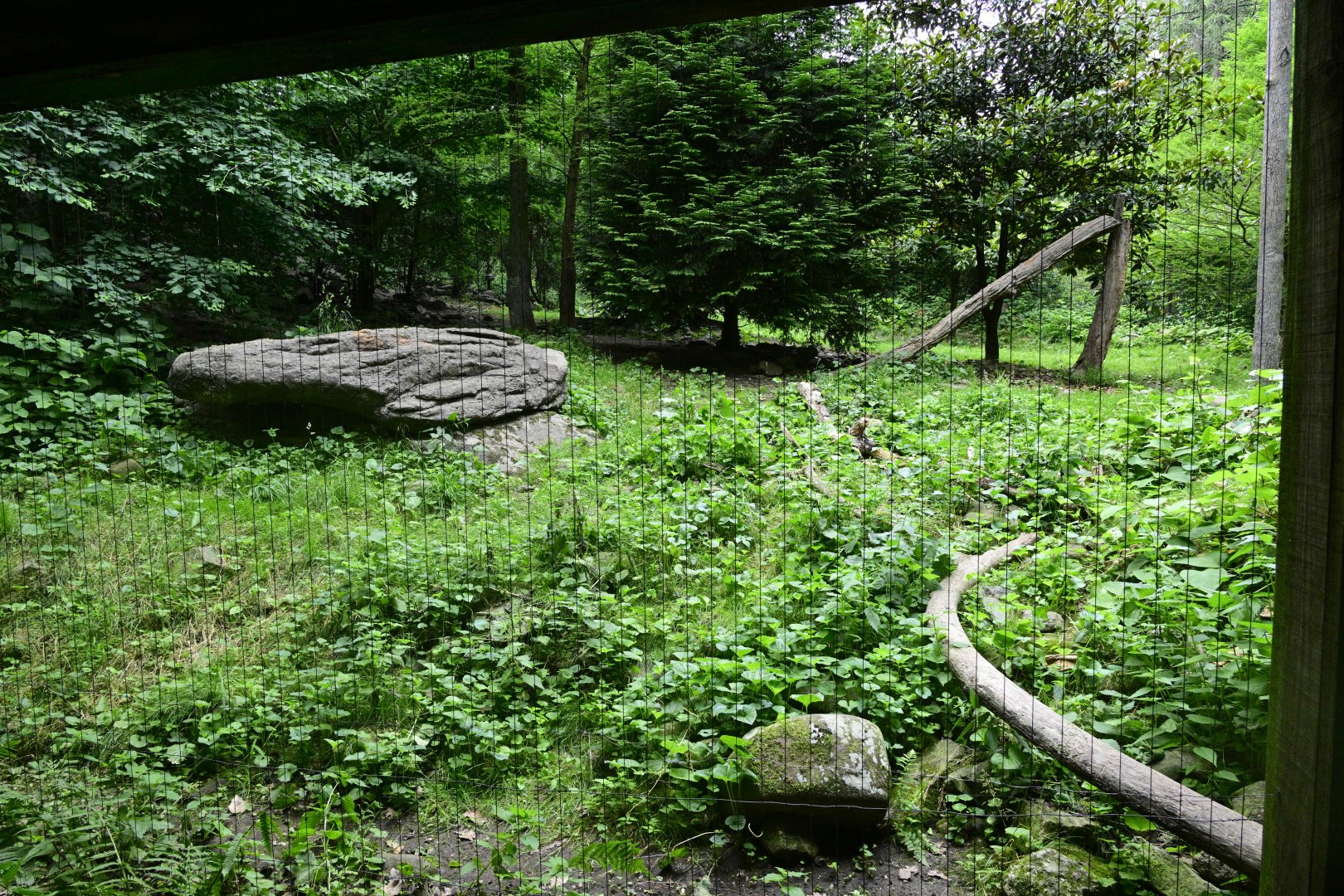 Himalayan Highlands - Snow Leopard (Panthera uncia) Exhibit