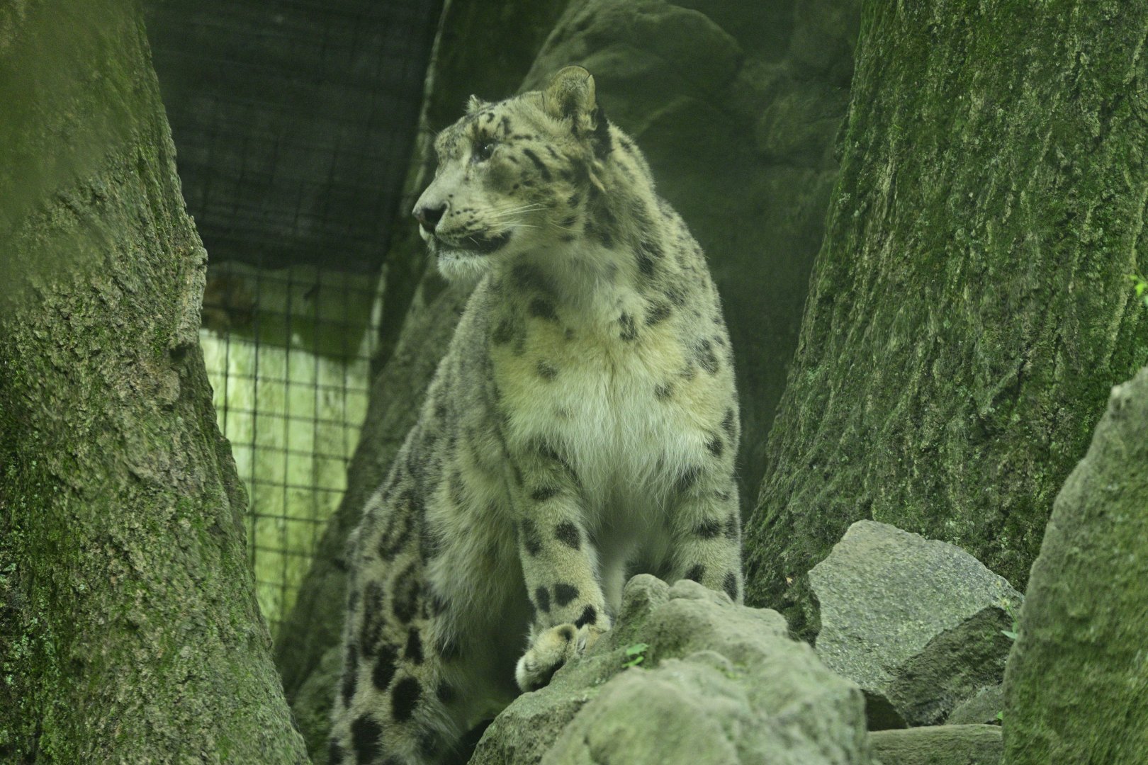 Himalayan Highlands - Snow Leopard (Panthera uncia)