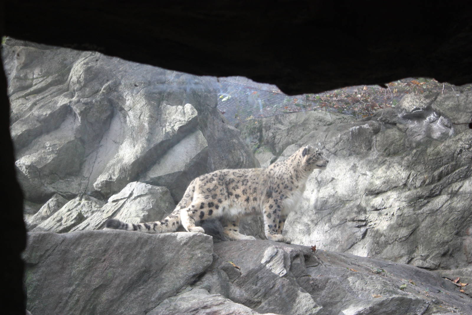 Himalayan Highlands- Snow Leopard