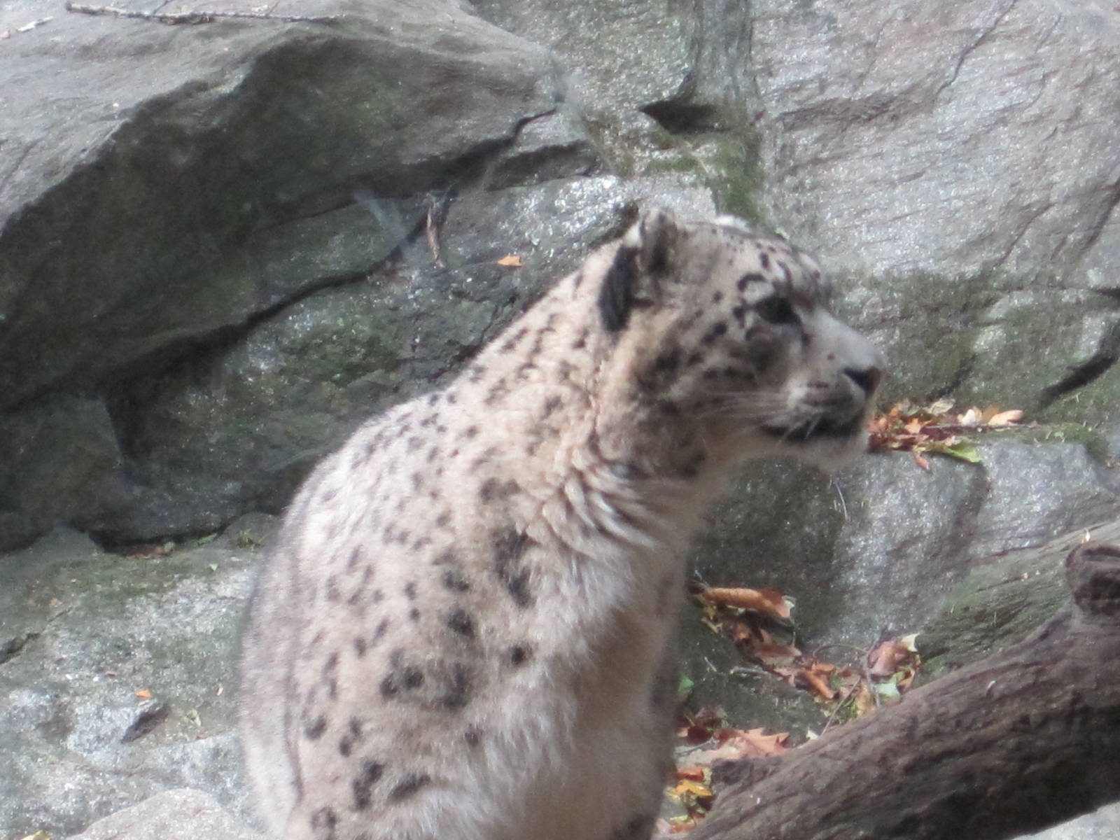 Himalayan Highlands- Snow Leopard