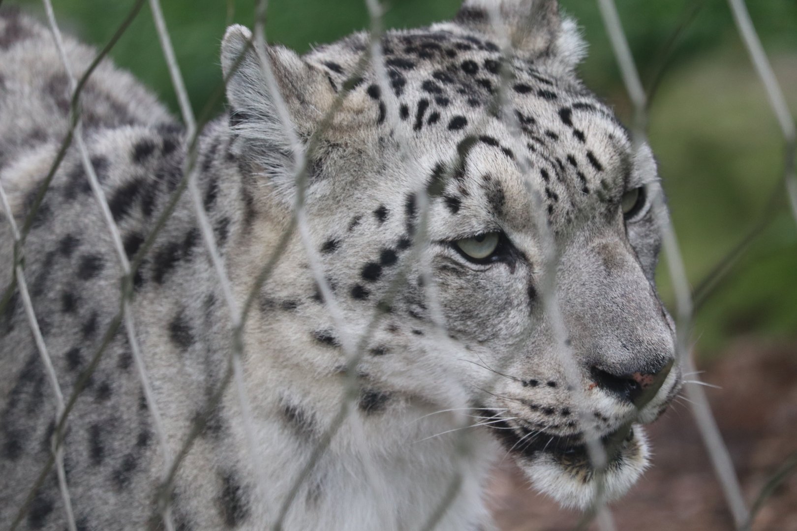 Himalayan Highlands - Snow Leopard