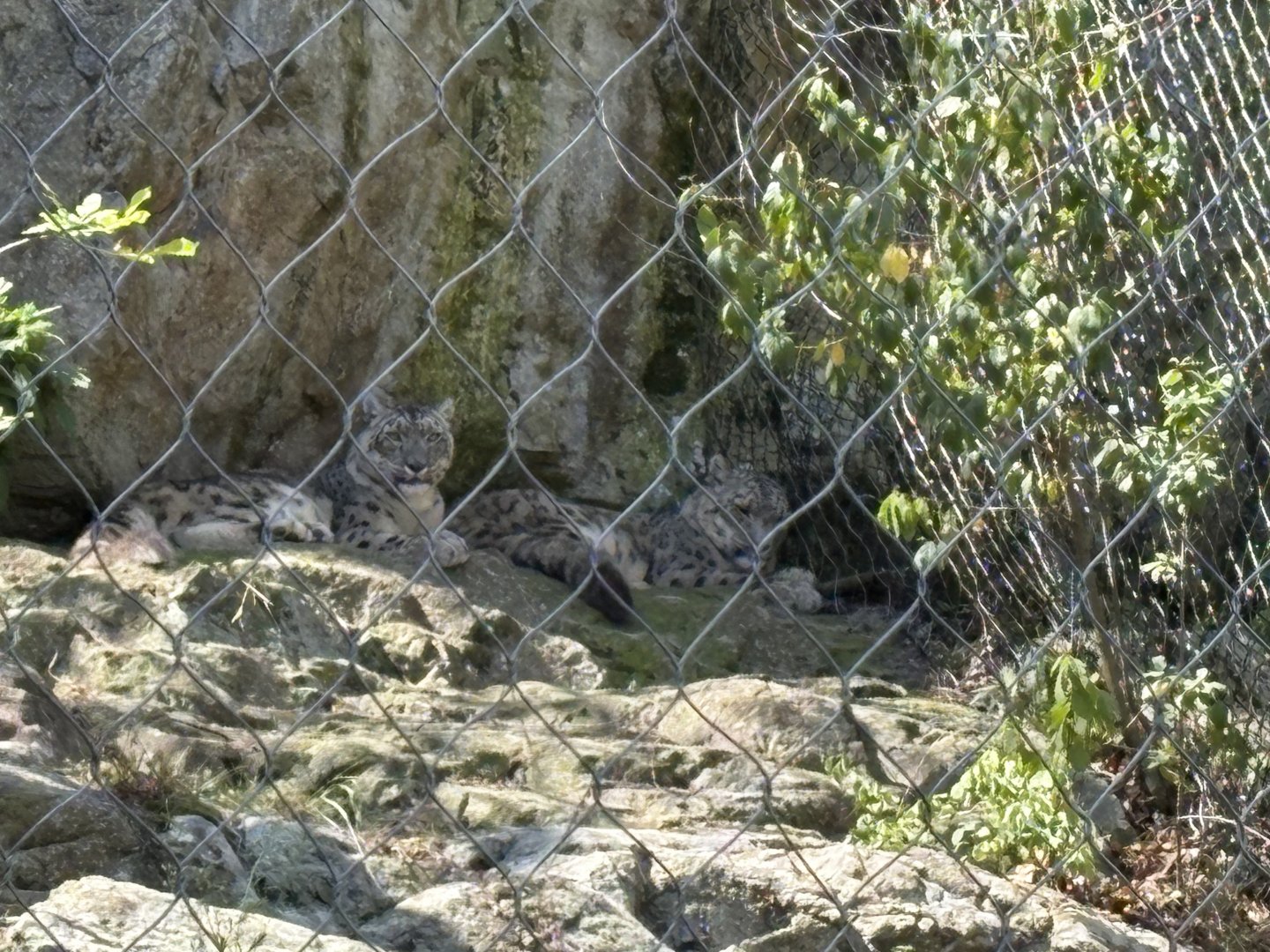 Himalayan Highlands - Snow Leopards